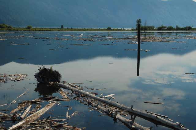 Driftwood Yard on Lake Pend Oreille